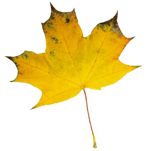 Fallendes Blatt