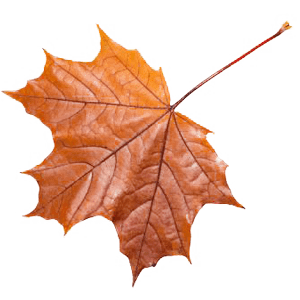 Fallendes Blatt