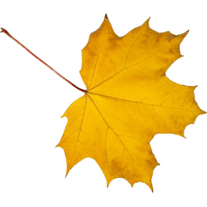 Fallendes Blatt